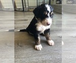 Small Photo #2 Bernedoodle Puppy For Sale in AUSTIN, TX, USA