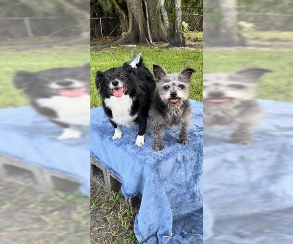 Medium Photo #7 Shih Tzu-Unknown Mix Puppy For Sale in Weston, FL, USA