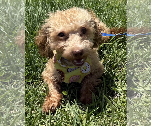 Medium Photo #2 Shih-Poo Puppy For Sale in Sanford, FL, USA