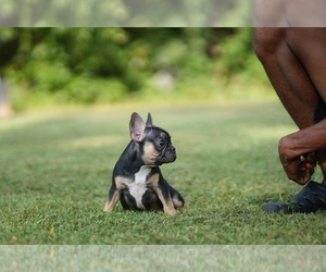 French Bulldog Puppy for sale in FOUNTAIN INN, SC, USA