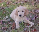 Small Photo #7 Golden Irish Puppy For Sale in SALEM, MO, USA