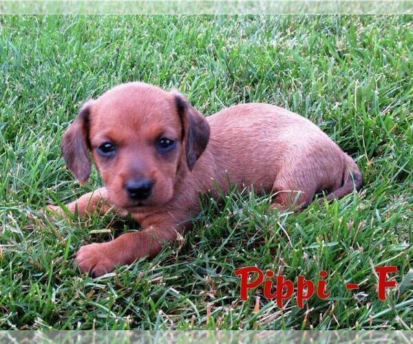 Medium Photo #1 Dachshund Puppy For Sale in NEW HOLLAND, PA, USA