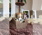 Small Photo #35 Australian Shepherd Puppy For Sale in LEXINGTON, SC, USA