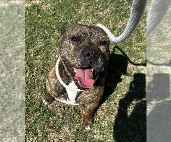 Medium Photo #1 Bullmastiff-Unknown Mix Puppy For Sale in Rowlett, TX, USA
