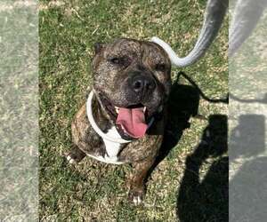 Bullmastiff-Unknown Mix Dogs for adoption in Rowlett, TX, USA