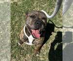 Small Bullmastiff Mix
