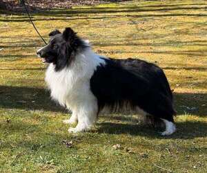 Father of the Shetland Sheepdog puppies born on 09/19/2025