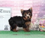 Small Photo #3 Yorkshire Terrier Puppy For Sale in BEL AIR, MD, USA