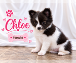 Litter of 4 - Male(s) and Female(s) ChiranianLitter of Puppies for Sale - Photo #8