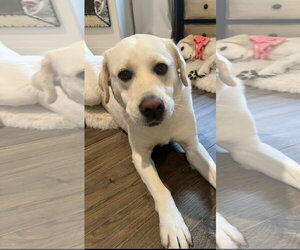 LOLA - Female Labrador Retriever Dog for Adoption - Photo #3