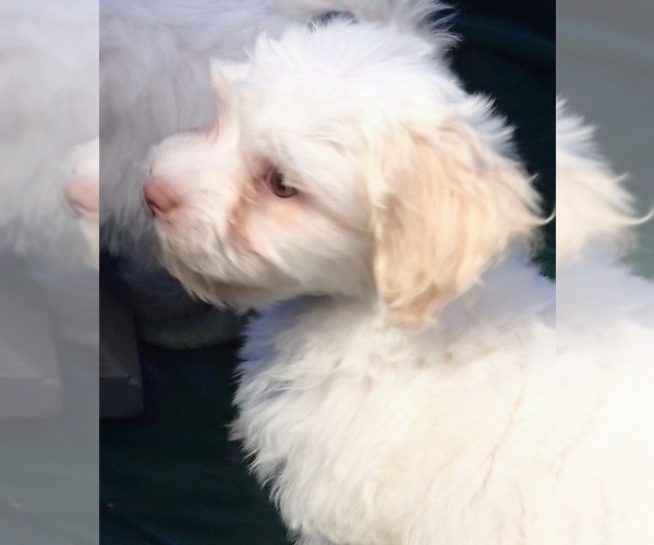 Medium Photo #2 Havanese Puppy For Sale in FENTON, MO, USA