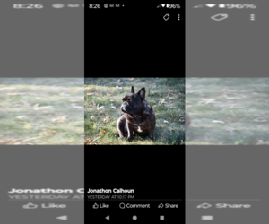 French Bulldog Puppy for sale in ROCKAWAY BEACH, MO, USA