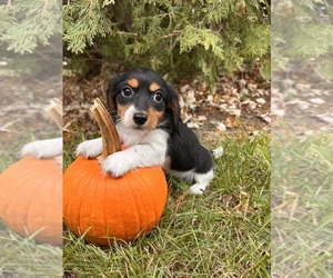 Dachshund Puppy for sale in MIDDLEBURY, IN, USA