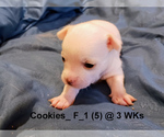 Small #2 Chihuahua