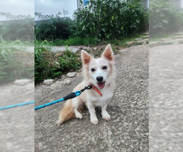 Medium Photo #1 Unknown-pomeranian spitz Mix Puppy For Sale in Agoura Hills, CA, USA