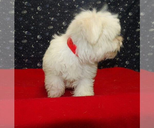 Medium Photo #3 Maltese Puppy For Sale in PATERSON, NJ, USA