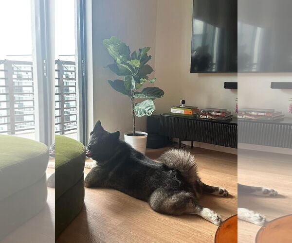 Medium Photo #4 Akita Puppy For Sale in Miami, FL, USA