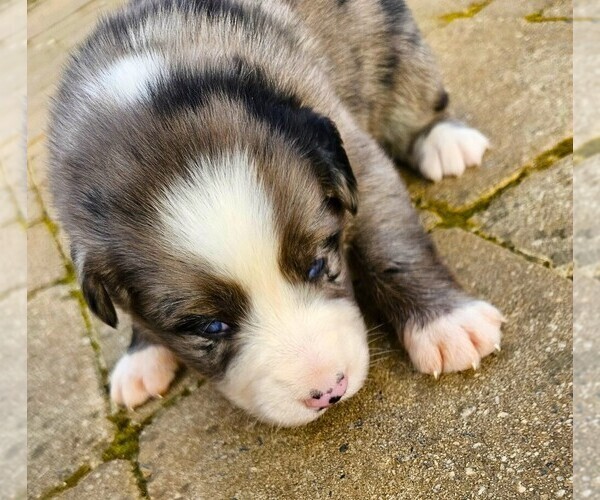 Medium Photo #6 Australian Shepherd Puppy For Sale in NELSON, VA, USA