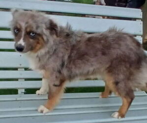 Miniature Australian Shepherd Puppy for sale in MILTON, WI, USA