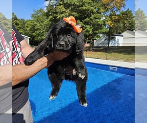 Newfoundland Puppy for Sale in LIZELLA, Georgia USA