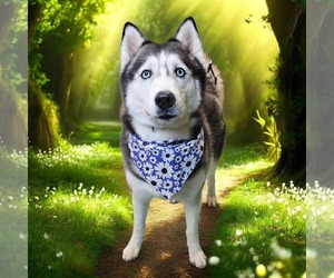 Medium Siberian Husky