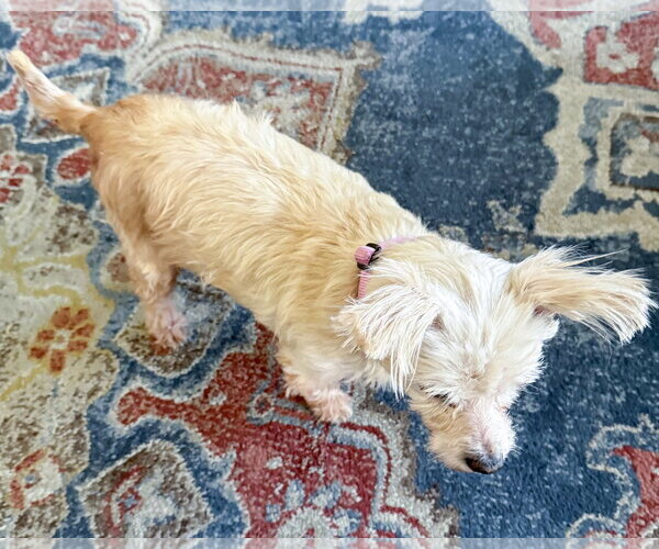 Medium Photo #5 Maltese-Unknown Mix Puppy For Sale in Corona, CA, USA