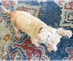 Small #4 Maltese Mix