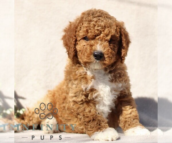 Medium Photo #1 Goldendoodle (Miniature) Puppy For Sale in EPHRATA, PA, USA