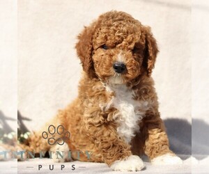 Goldendoodle (Miniature) Puppy for sale in EPHRATA, PA, USA