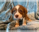 Small Photo #5 Sheprador Puppy For Sale in BUCKEYE, AZ, USA