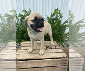 Pug-Puggle Mix Puppy for Sale in GOSHEN, Indiana USA