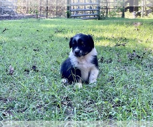 Australian Shepherd Puppy for sale in DRUMMONDS, TN, USA