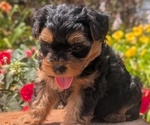 Small Photo #46 Yorkipoo Puppy For Sale in GOSHEN, IN, USA