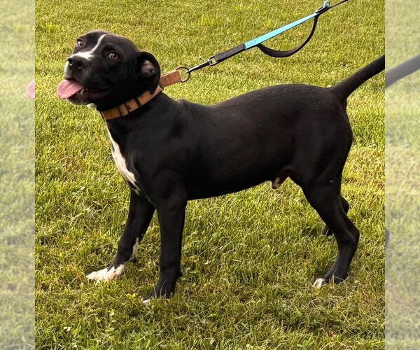 Medium Photo #3 American Pit Bull Terrier-Unknown Mix Puppy For Sale in Rustburg, VA, USA