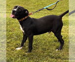 Small #2 American Pit Bull Terrier Mix