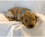 Small Photo #5 Goldendoodle-Poodle (Toy) Mix Puppy For Sale in LOGAN, UT, USA