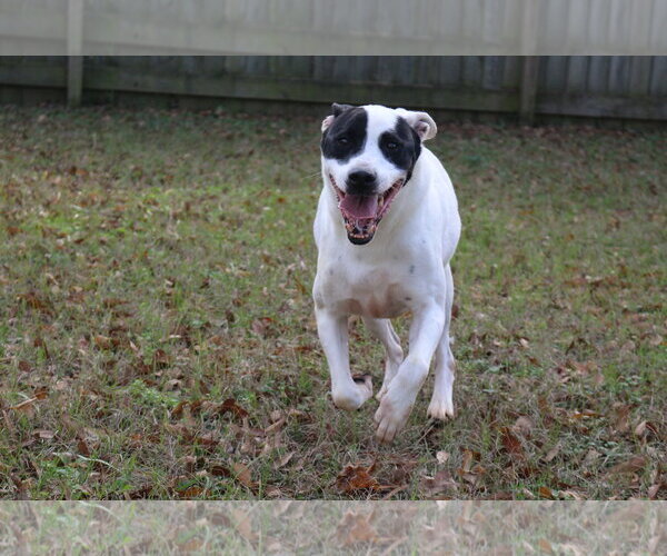 Medium Photo #3 American Staffordshire Terrier-Labrador Retriever Mix Puppy For Sale in Jackson, MS, USA