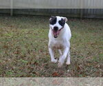 Small #2 American Staffordshire Terrier-Labrador Retriever Mix