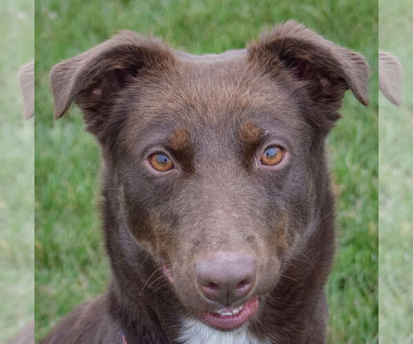 Medium Photo #1 Chocolate Labrador retriever-Colonial Cocker Spaniel Mix Puppy For Sale in Huntley, IL, USA