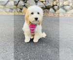 Small #1 Goldendoodle (Miniature)
