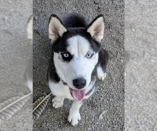 Medium Photo #1 Siberian Husky Puppy For Sale in Woodland, CA, USA