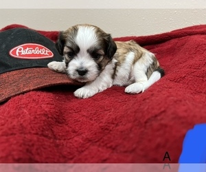 Zuchon Puppy for sale in IRETON, IA, USA