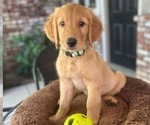 Puppy Lt Green Collar Golden Retriever