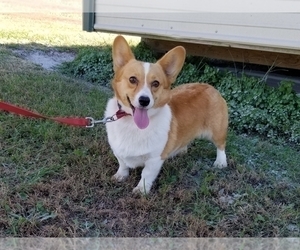 Mother of the Pembroke Welsh Corgi puppies born on 11/28/2019