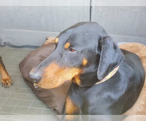 Beta - Female Doberman Pinscher-Unknown Mix Dog for Adoption - Photo #16