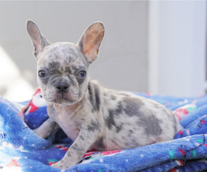 French Bulldog Dog for Adoption in CHULA VISTA, California USA
