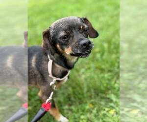 Medium Chihuahua Mix