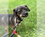 Small Chihuahua Mix