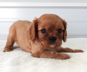 Cavalier King Charles Spaniel Puppy for Sale in CARLISLE, Kentucky USA