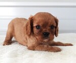 Image preview for Ad Listing. Nickname: Patsy 1 Male